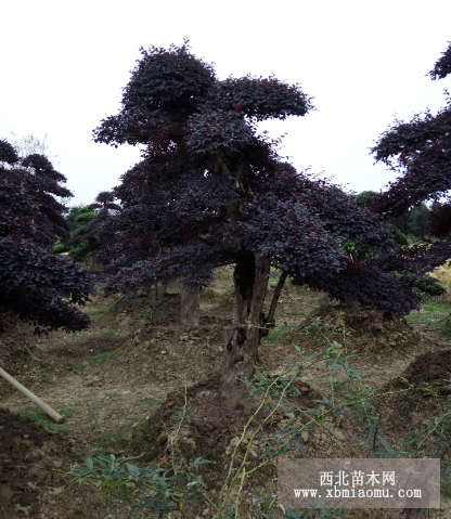 造型紅桎木古樁