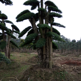 2022年全国适应种植景观树 弯杆造型黑松 罗汉松 金弹子