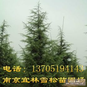 雪松，雪松价格，雪松规格，南京雪松价格参考详情