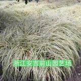 金葉苔草