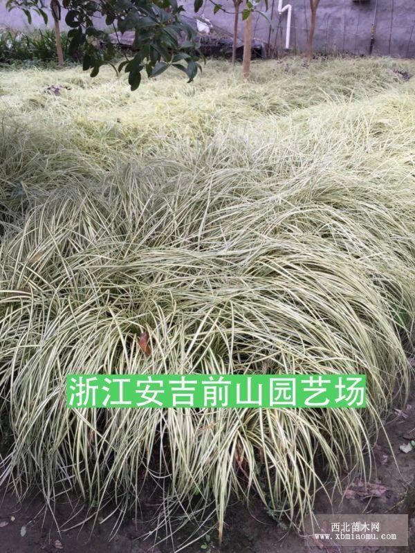 金葉苔草