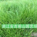 細(xì)葉苔草