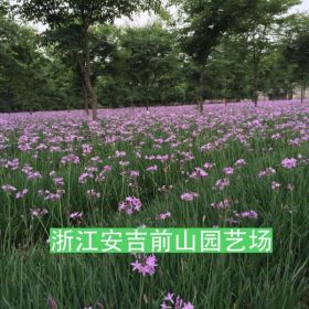 紫娇花