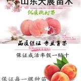 介紹紅甘露桃樹(shù)小苗