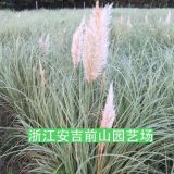 花叶蒲苇