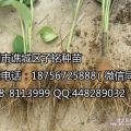 出售白術(shù)芽子的公司有哪些？