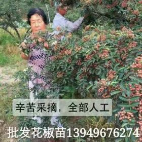 三门峡那里有卖花椒苗的，驻马店那里有卖花椒苗的，郑州批发核桃