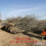 2公分棗苗多少錢(qián)一株 棗樹(shù)種植基地  3公分棗樹(shù)