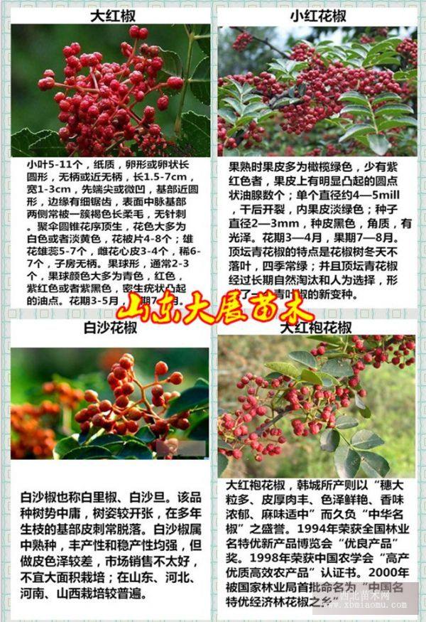 大紅椒花椒苗