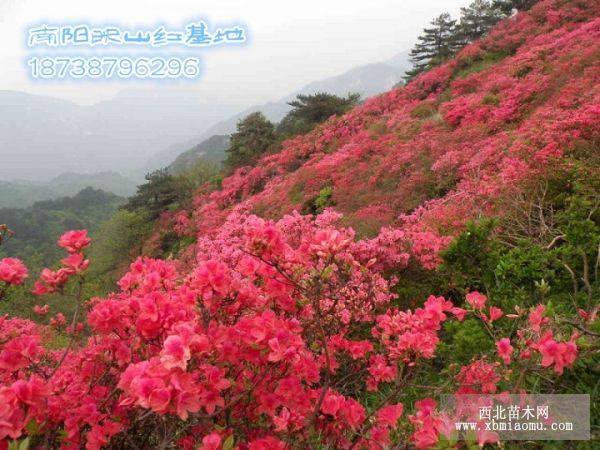 映山紅