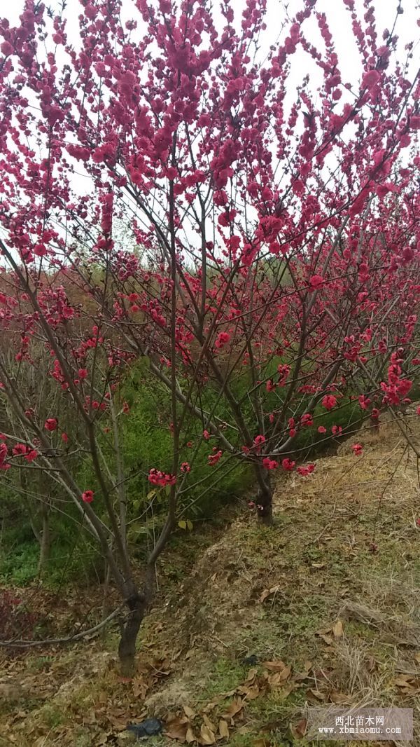 红叶花桃图片图片