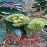 板栗苗哪里賣 板栗苗 1公分板栗苗多少錢一棵 板栗苗種植技術(shù)