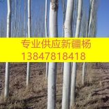 低價(jià)供應(yīng)新疆楊_直銷新疆楊_新疆楊基地_購(gòu)買新疆楊