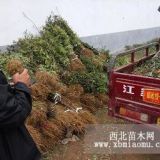 70高花椒苗价格，大红袍花椒苗基地