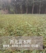 山东哪里有大红袍花椒苗，便宜花椒苗出售厂家