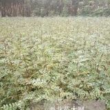 50厘米高花椒苗价格 山东花椒苗种植基地