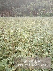 0.5厘米粗大红袍花椒苗批发供应，1米高花椒苗种植基地