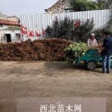 泰安香椿苗种植基地 大棚香椿苗批发商