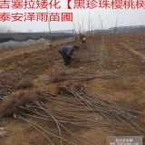 哪里有白车厘子树苗 大型车厘子樱桃苗基地