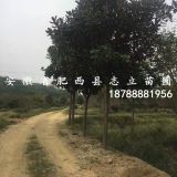 江蘇南京廣玉蘭基地_南京廣玉蘭價(jià)格_南京廣玉蘭_介紹