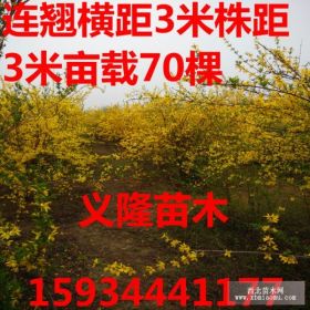 山西连翘苗++山西1年连翘苗++山西1年药用连翘苗