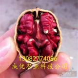 核桃苗 紅仁核桃苗出售價(jià)格/基地直銷紅仁核桃苗/核桃苗批發(fā)價(jià)