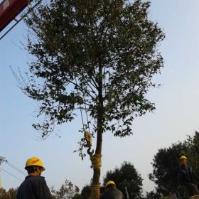 供应湖北精品移栽大叶女贞全冠女贞