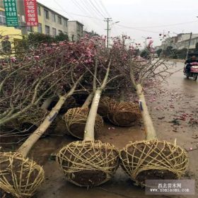 10cm紫玉兰,12公分紫玉兰树价格