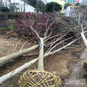 8cm红花玉兰10公分红花玉兰树报价