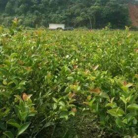 江西大量批發(fā)青錢柳，紅豆杉，油茶