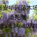 供應(yīng)8公分、10公分紫藤 紫藤產(chǎn)地