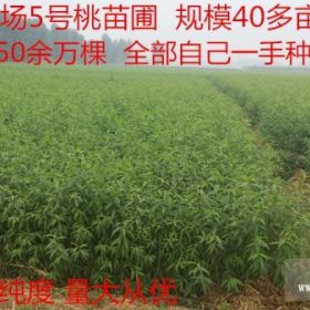 河南省哪里卖苹果苗 梨树苗  柿树苗