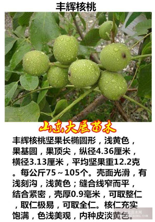 魯核1號核桃苗