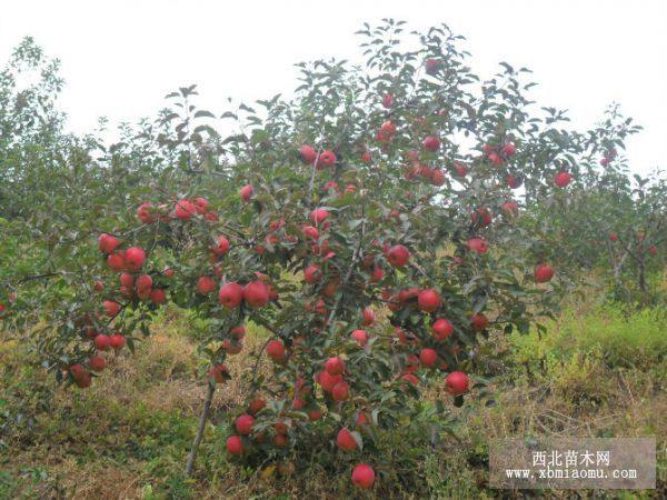 二刀寒富苹果苗