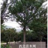 南京朴树基地\朴树价格\8公分朴树价格