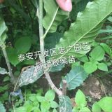 0.7公分板栗苗價格，山東板栗樹苗