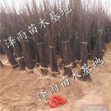 苹果树苗2016年品种大全 烟富8号矮化苹果苗