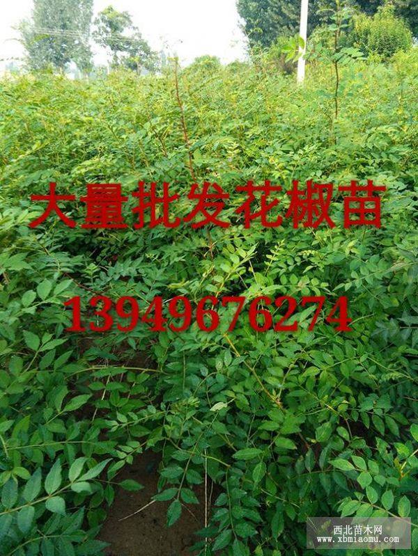 河南哪里有賣(mài)花椒苗的