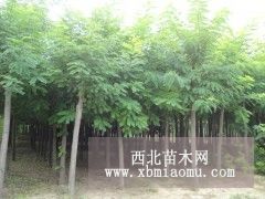 北京刺槐-刺槐报价