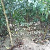 山东石榴树苗种植基地