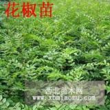 花椒树苗-山西花椒苗-花椒苗价格-大红袍花椒苗