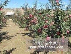 M9T337砧木蘋果苗基地哪家好？西苑大櫻桃種植基地