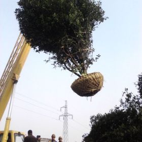 南京桂花苗木处理报价，桂花树基地