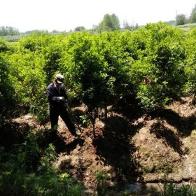 桂花苗圃直销，桂花树供货商批发电话