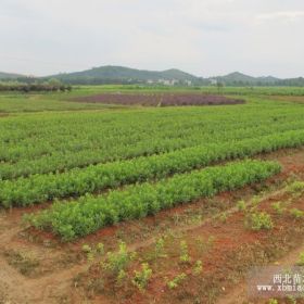 茶花枝條，香樟、桂花、紅花繼木、紅葉石楠、小葉女貞