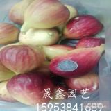 哪里卖无花果树苗 无花果苗批发价格 无花果树苗品种