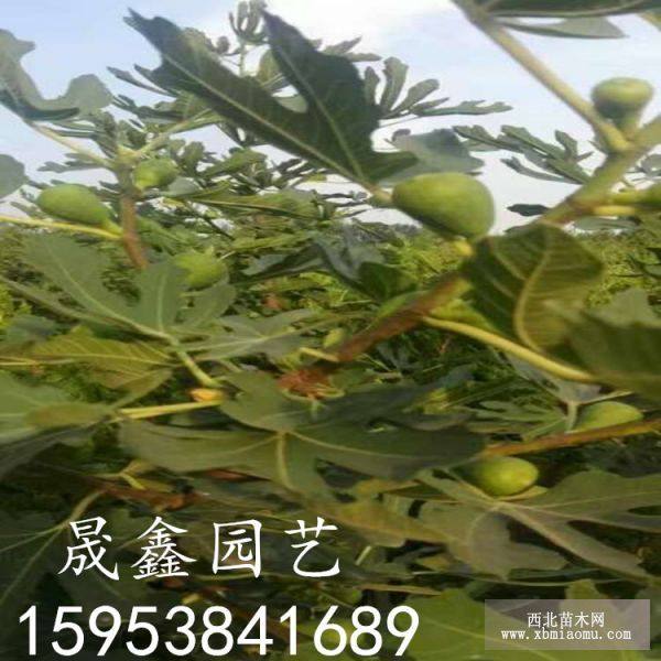 无花果树苗 无花果苗