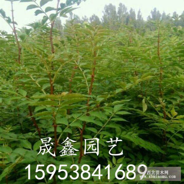 花椒苗 花椒樹(shù)苗