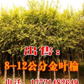 河北保定---供应高接金叶榆、供应地接金叶榆100万株