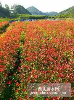 湖南紅葉石楠價(jià)格，紅葉石楠小苗，紅葉石楠球，紅葉石楠柱